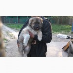 Щенки Кавказской Овчарки +Видео