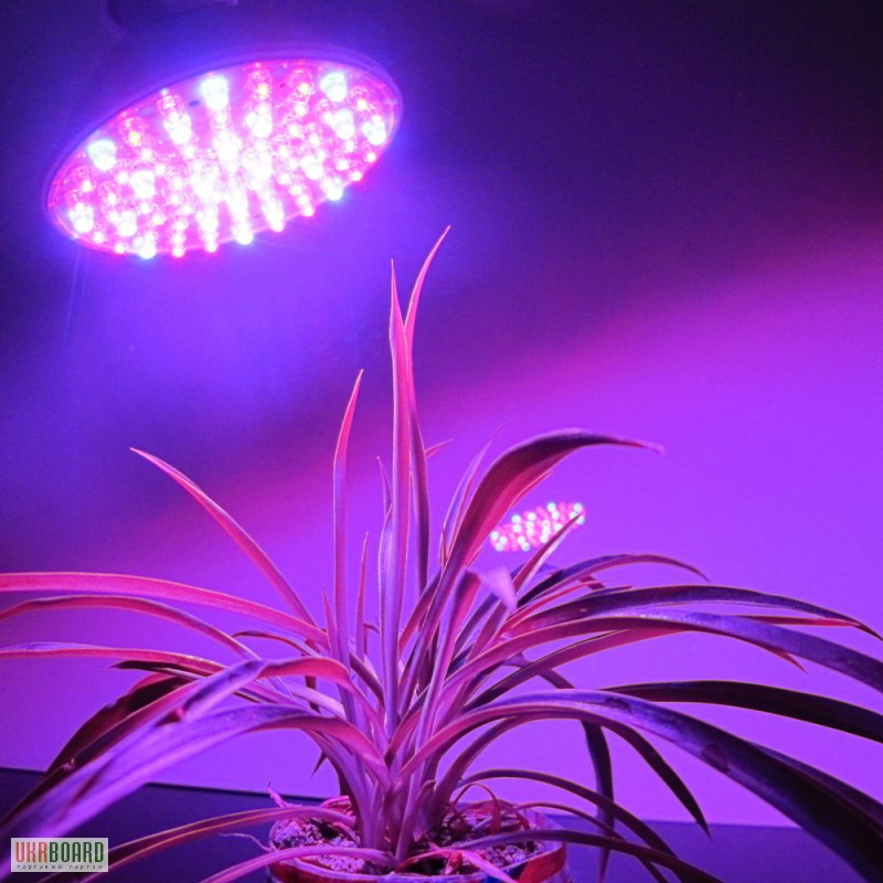 Фото 4. Энергосберегающая светодиодная лампа для растений 4,5W E27