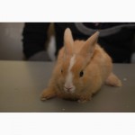 Домашний декоративный кролик продам, торчеухий кролик