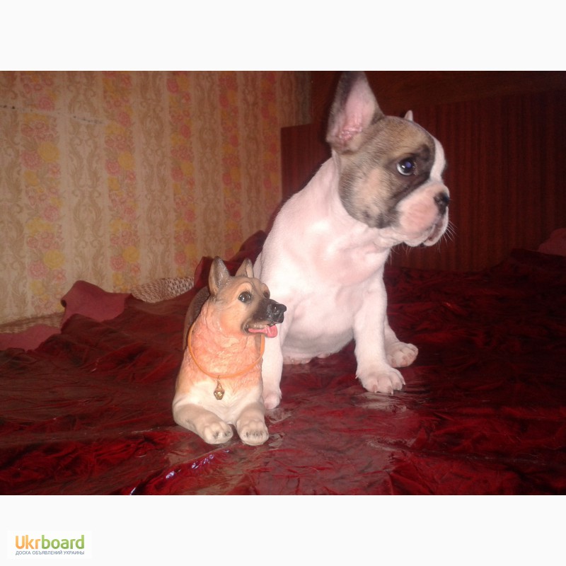 Фото 4. Продаётя породный щенок французского бульдога