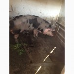 Продам свиней живым весом (Срочно) самавывоз