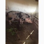 Продам свиней живым весом (Срочно) самавывоз