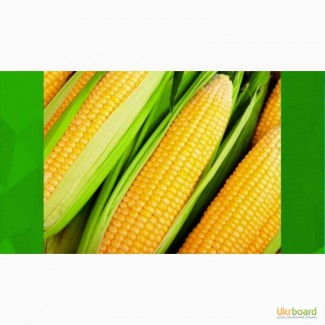 Семена кукурузы отечественные