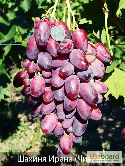 Фото 7. Продам саженцы винограда г.Николаев