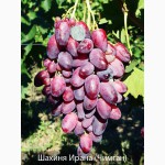 Продам саженцы винограда г.Николаев