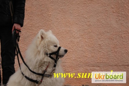Фото 2. Дрессировка собак в Харькове, индивидуально и в группах