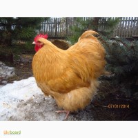 Продаю цыплята броллеры КОБ-500, (с 27 апреля)= 17 гривен штука, и цыплята цесарки