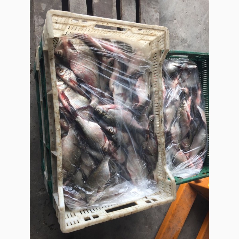 Фото 2. Продам рыбу свежемороженую. Мелкий, средний и крупный ОПТ