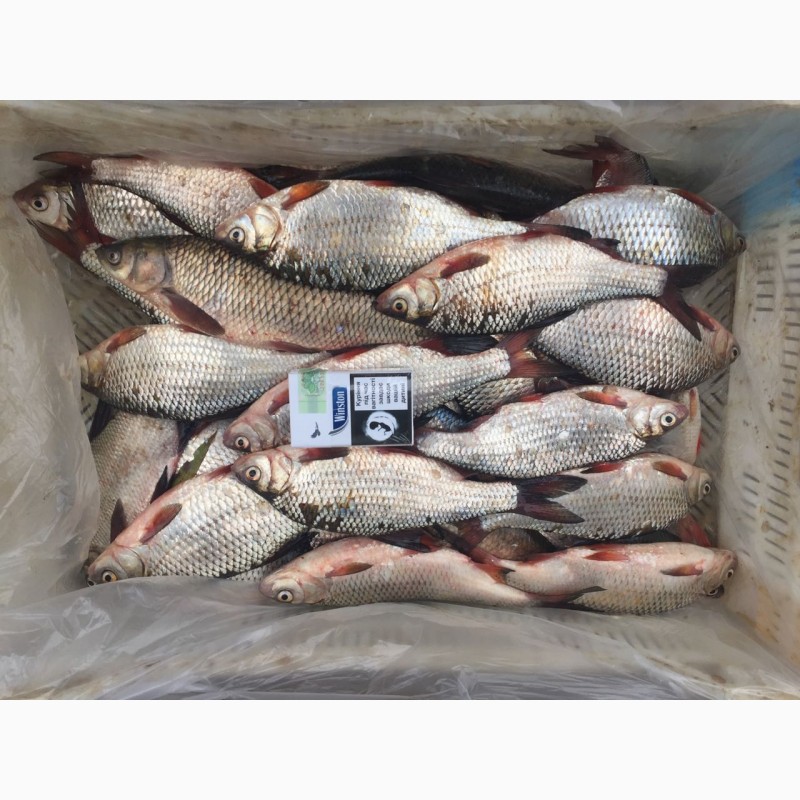 Фото 5. Продам рыбу свежемороженую. Мелкий, средний и крупный ОПТ