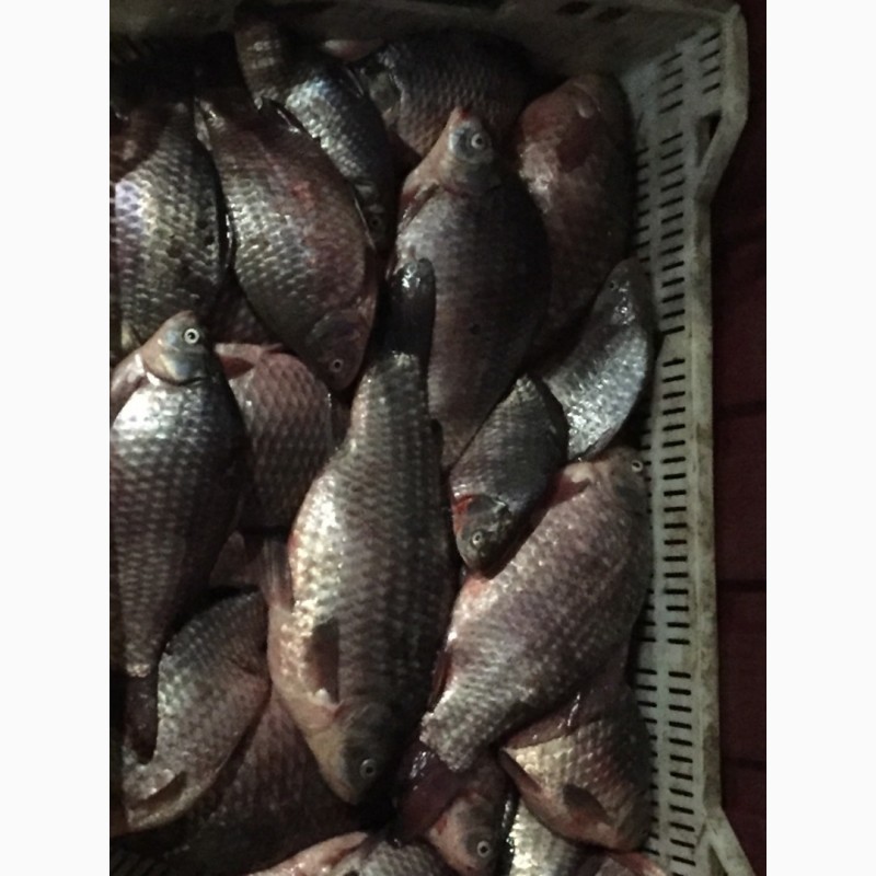 Фото 7. Продам рыбу свежемороженую. Мелкий, средний и крупный ОПТ