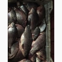 Продам рыбу свежемороженую. Мелкий, средний и крупный ОПТ