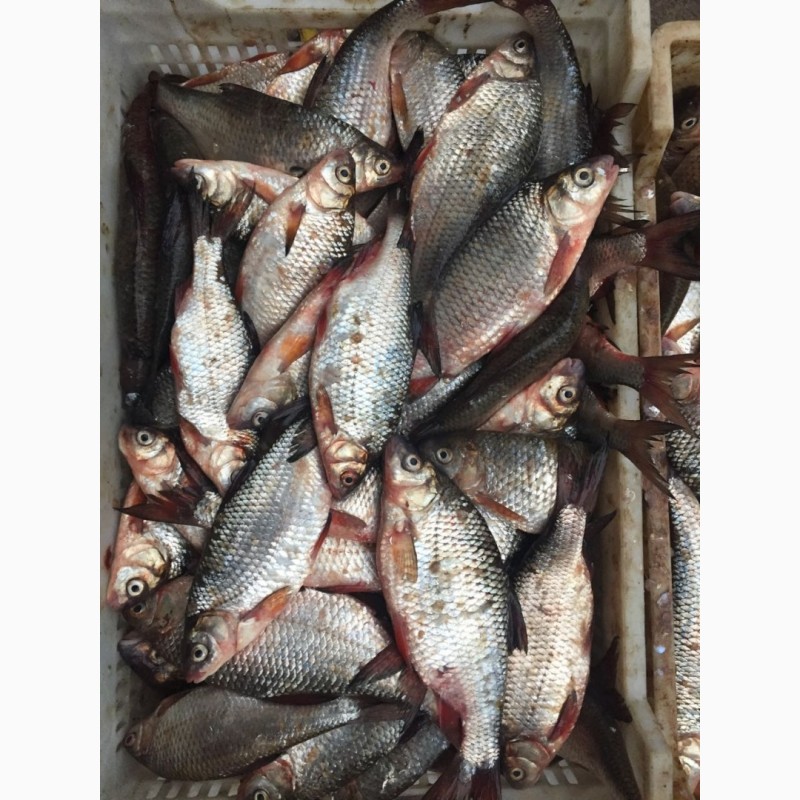 Фото 8. Продам рыбу свежемороженую. Мелкий, средний и крупный ОПТ