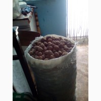 Продам грецкий орех урожай 2018 год 70 кг