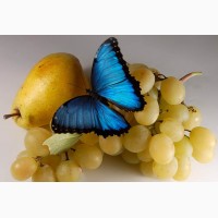 Живая бабочка Морфо - самый оригинальный сюрприз