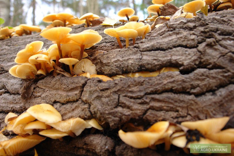 Мицелий (семена грибов) опенка для выращивания грибов в домашних условиях