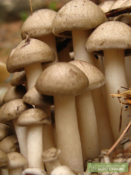 Фото 3. Мицелий (семена грибов) опенка для выращивания грибов в домашних условиях