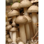 Мицелий (семена грибов) опенка для выращивания грибов в домашних условиях