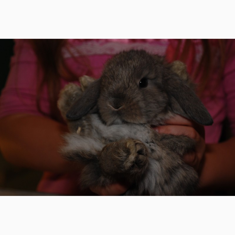 Фото 1/14. Розпродаж кроликів. Декоративні карликові кролики Акція