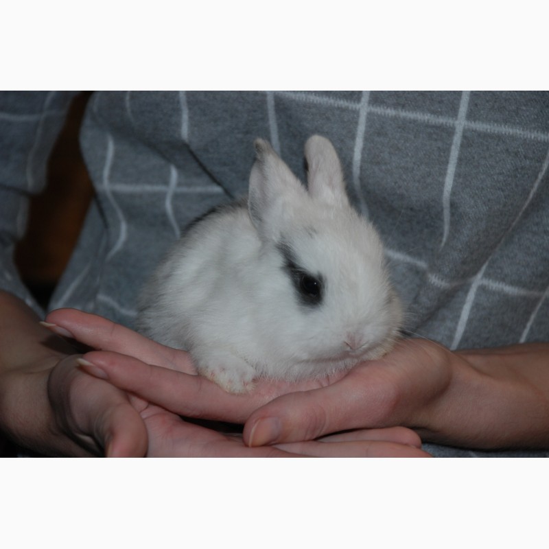 Фото 11. Розпродаж кроликів. Декоративні карликові кролики Акція