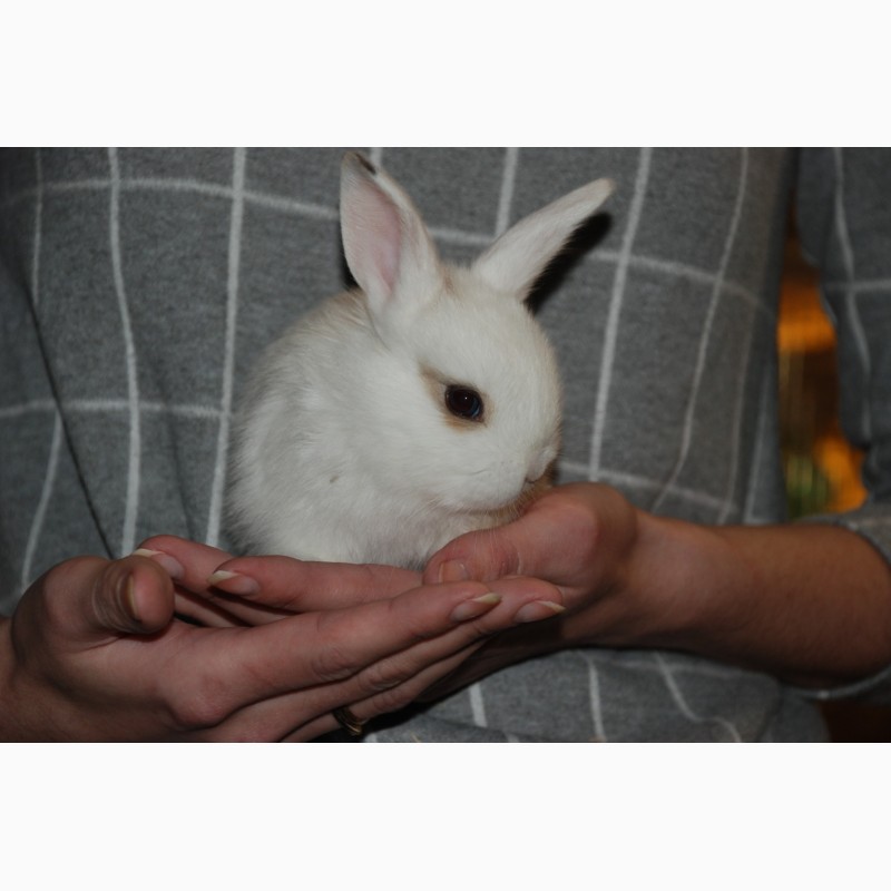 Фото 12. Розпродаж кроликів. Декоративні карликові кролики Акція