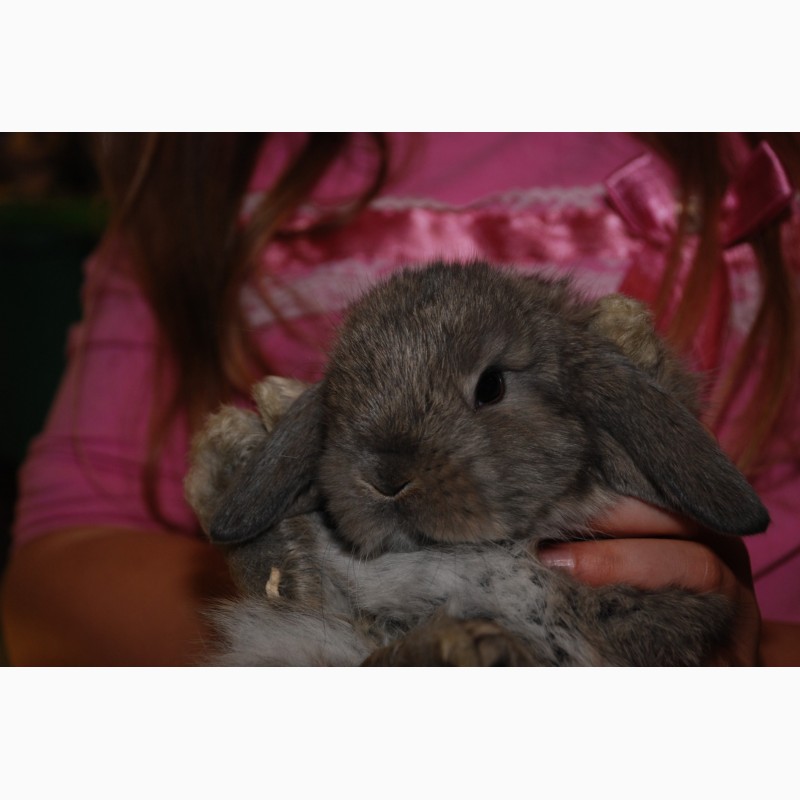 Фото 2. Розпродаж кроликів. Декоративні карликові кролики Акція