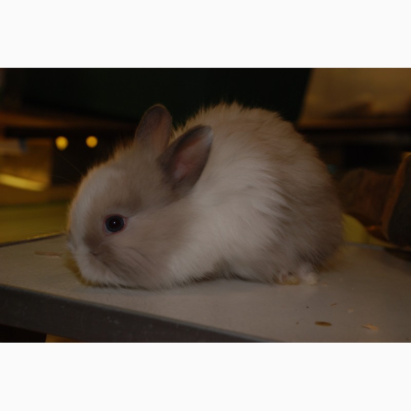 Фото 3. Розпродаж кроликів. Декоративні карликові кролики Акція