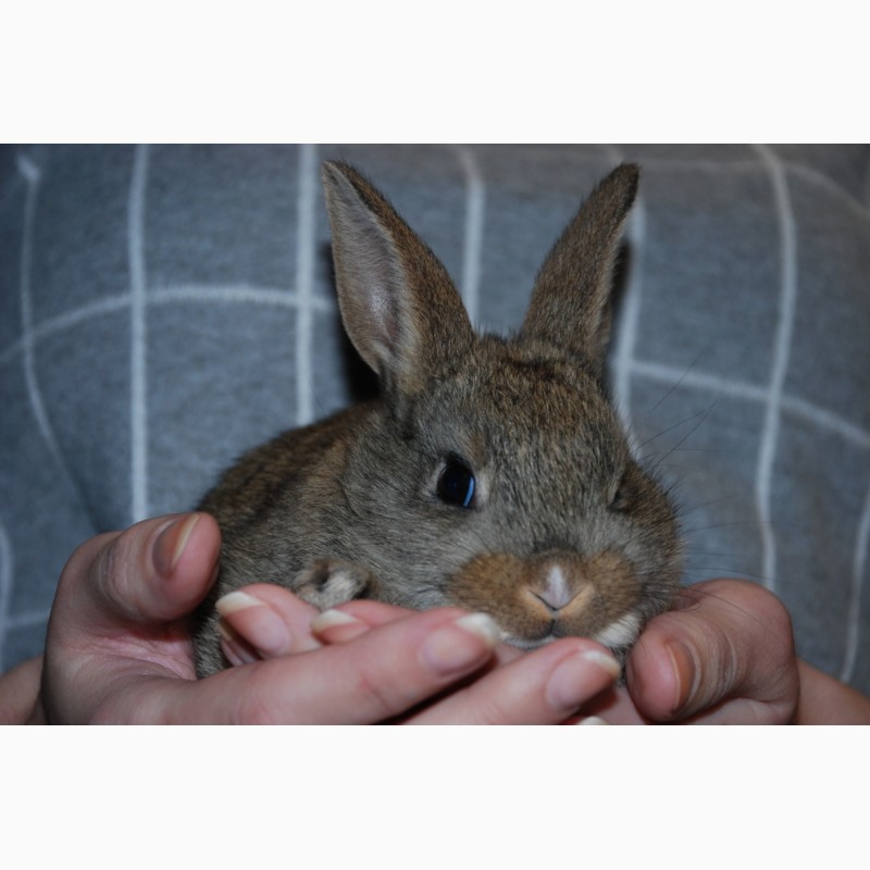 Фото 7. Розпродаж кроликів. Декоративні карликові кролики Акція