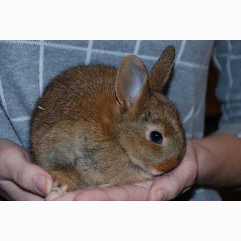 Фото 8. Розпродаж кроликів. Декоративні карликові кролики Акція