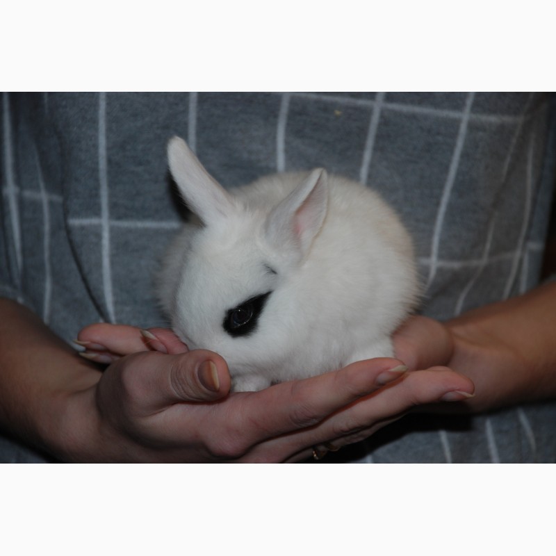 Фото 9. Розпродаж кроликів. Декоративні карликові кролики Акція
