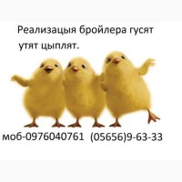 Реализуем цыплят бройлера КОБ-5оо, РОС-708