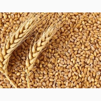 Закупаем некондиционное зерно пшеницы (головневое, сажковое, не ГОСТ)