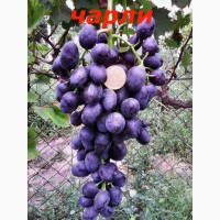 Черенки и саженцы не укрывного зимостойкого винограда