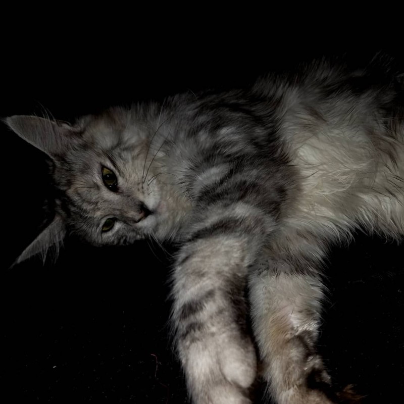 Фото 2/7. Продам котят мейн-кун с родословной + прививки