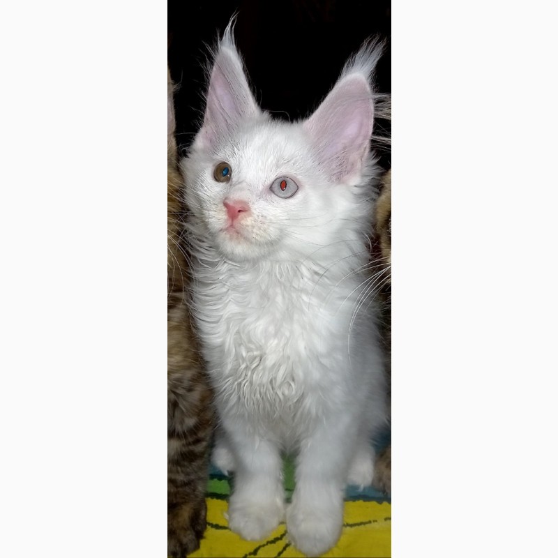 Фото 3. Продам котят мейн-кун с родословной + прививки