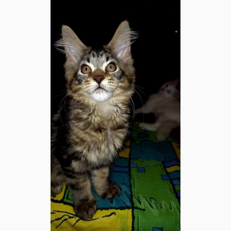 Фото 4. Продам котят мейн-кун с родословной + прививки