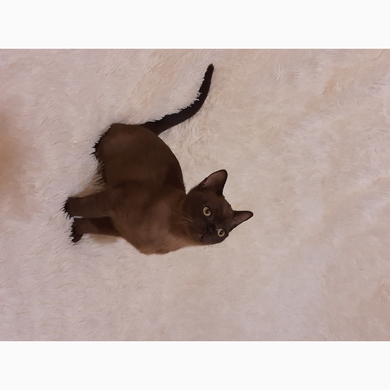 Фото 4. Кошеня породи американська бурма, котик