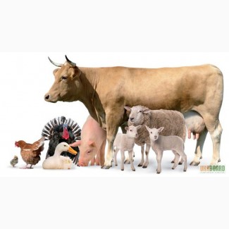 Кормовые добавки для коров, свиней, овец, лошадей, курей, уток, индюков, котов, собак