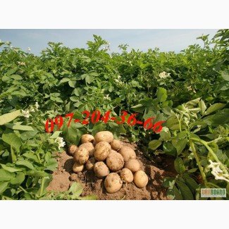 Продам картоплю насіннєву суперранніх сортів Мінерва та Рів'єра