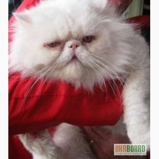 Персидские коты приглашают кошек на вязки они на фото