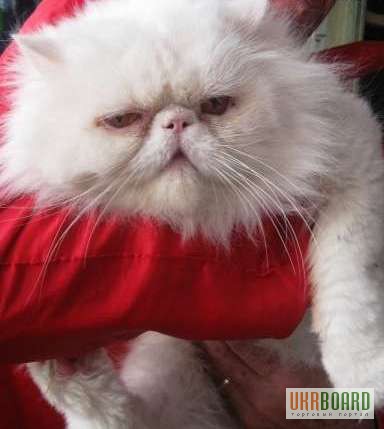 Персидские коты приглашают кошек на вязки они на фото