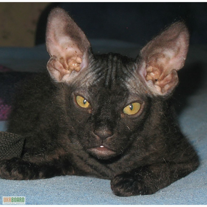 Продам котят донского сфинкса(флокс-велюр) от клубных родителей