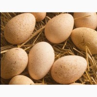 Продам индюшат, инкубационное индюшиное яйцо, яйцо инкубационное, индюшиные яйца