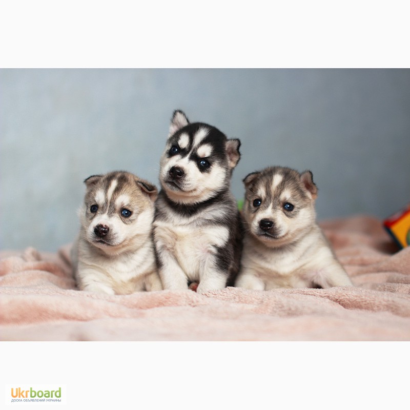 Фото 2. Продам щенков Сибирской хаски от Белоснежной сибирской хаски