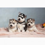 Продам щенков Сибирской хаски от Белоснежной сибирской хаски