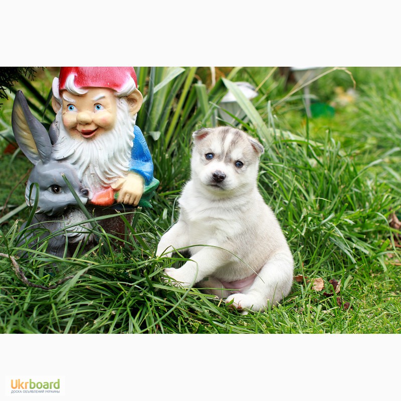 Фото 5. Продам щенков Сибирской хаски от Белоснежной сибирской хаски