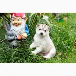 Продам щенков Сибирской хаски от Белоснежной сибирской хаски