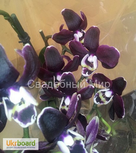 Фото 2. Продажа орхидей черная орхидея Блек Джек