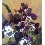Продажа орхидей черная орхидея Блек Джек