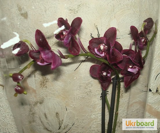 Фото 3. Продажа орхидей черная орхидея Блек Джек