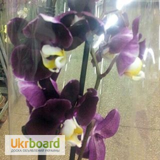 Фото 5. Продажа орхидей черная орхидея Блек Джек